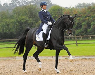 Rising Grand Prix horse Saint Julian (by Sandro Hit x Donnerhall)