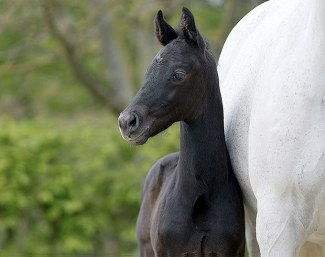 Starleader (by Selectric x Lord Loxley x Scarlatti)