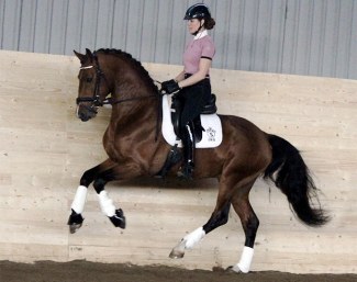Bergåkras Amaranth as a 4-year old licensed stallion. Now a gelding and schooling M/S level