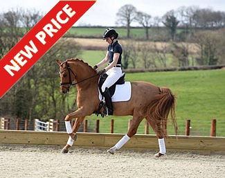 FEI Dressage pony German Highlight