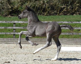Newton Roarcus (by Rotspon x Blue Hors First Choice)
