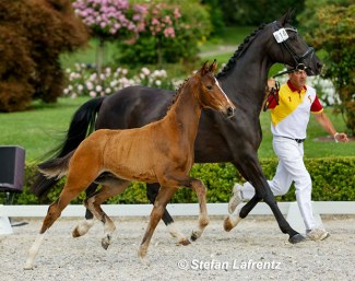 Veniro (by Va Bene x De Niro) :: Photo © Stefan Lafrentz