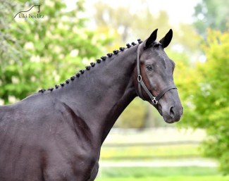 2-year old Bretton Woods x Totilas, out of the full sister of Thiago GS, winner in St Georges with Matthias Rath, and daughter of Wahajama-Unicef, Grand Prix with Ann Kathrin Linsenhoff :: Photo © Kiki Beelitz
