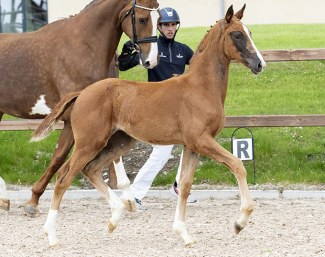 Danish warmblood filly by Iron x Goldfinger VDT