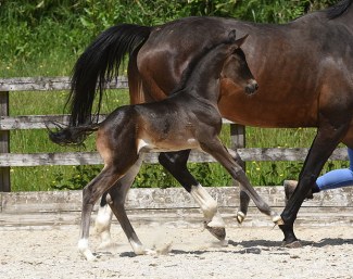 Spectacular uphill canter like sire Jovian