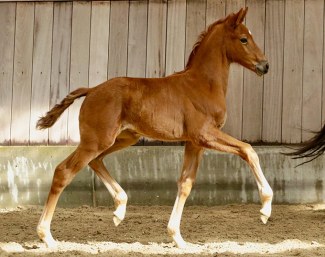 Madison G (by Blue Hors Monte Carlo x Blue Hors Don Olymbrio)