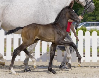 Veuve Clicquot (by Blue Hors Viconte x Warkant) :: Photo © Guido Recki