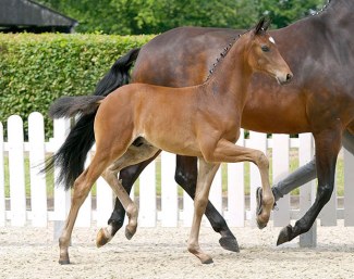 Zauber (by Zauberlehring x De Niro) :: Photo © Recki