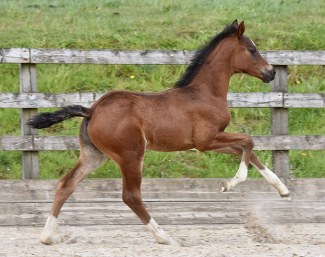 Don Alvaro SK (by D'Avie x Furst Romancier)