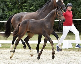 Imagine (by Iron x Don Schufro) at the 2021 Danish Warmblood Foal Show