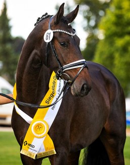Va Pensiera (by Vitalis x Furstenball) is the 2021 Hanoverian Elite Mare Champion :: Photo © Hannoveraner Verband