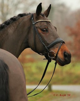 Quinto (by Quatrback x De Niro) - Grand Prix prospect