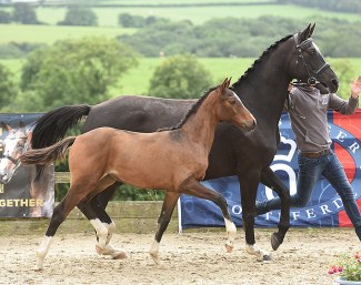 Don Alvaro SK (by D'Avie x Furst Romancier)