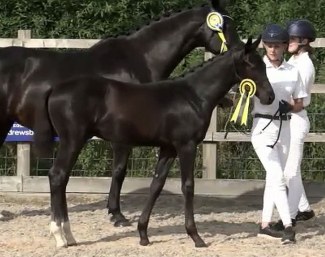 Donizetti SLF (by Donier x Vivaldi x Ferro)