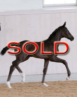 SOLD IN ONE WEEK TIME !