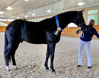 Iron Spring Farm's KWPN stallion Cum Laude (by Apache x Weltmeyer) is now approved for the Hanoverian society, as well as for KWPN and Oldenburg