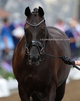 Heiline's Danciera at the horse inspection at the start of the 2021 Olympic Games in Tokyo :: Photo © Astrid Appels