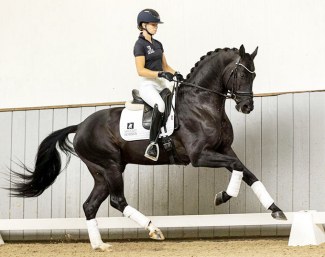 NRPS licensed stallion Guinness (by Glamourdale x Johnson)