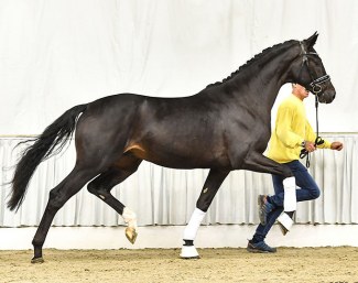 No. 3 by Bon Coeur/Carabas/Ampere (breeder: Dirk Schröder, Lentföhrden)