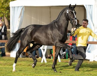 Energy (by Escamillo x De Niro x Prince Thatch xx) is the auction price highlight of the 2021 Hanoverian Stallion Licensing :: Photo © Hannoveraner Verband