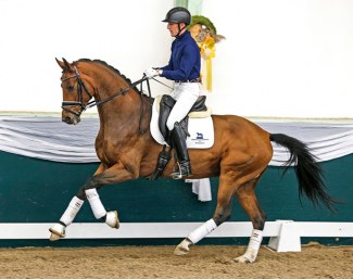 Frankin Jr (by Franklin x Bordeaux x Sarkozy), bred by Paul Schockemöhle at Gestut Lewitz :: Photos © Anett Somogyvari