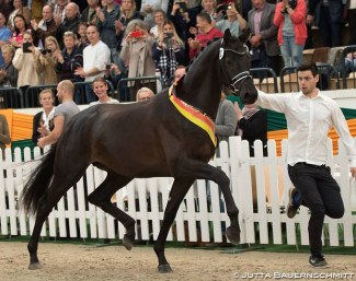 Kaiser Milton at the 2017 Trakehner Stallion Licensing Photo © Jutta Bauernschmitt