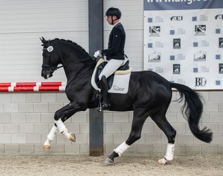 Bart Veeze on Supreme at the 2021 AES Stallion Licensing :: Photo © AES