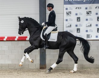 Bart Veeze on Supreme at the 2021 AES Stallion Licensing :: Photo © AES