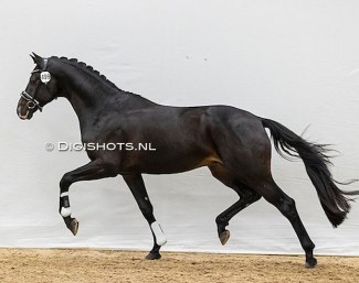 O’Champ M  (by Just Wimphof x Galaxie) at the pre-selection for the 2022 KWPN Stallion Licensing :: Photo © Astrid Appels