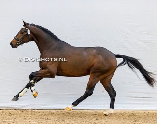 Oromance (by For Romance x Rousseau) :: Photo © Digishots