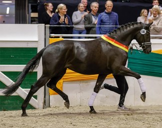 Salvana's Helena is the 2021 Trakehner Elite Mare Champion :: Photo © Stefan Lafrentz