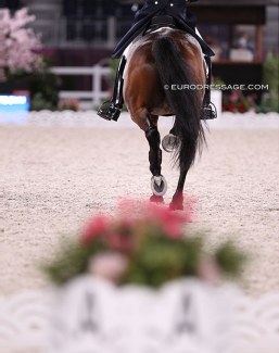 Dressage rider going down the centerline at the 2021 Olympic Games in Tokyo :: Photo © Astrid Appels