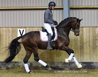 For Real at the 2021 Danish Warmblood 35-day Stallion Performance Testing :: Photo © Ridehesten