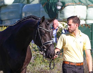 The Morricone x Fidertanz at the pre-selection in Coesfeld for the 2021 Hanoverian Stallion Licensing :: Photo © Hannoveraner Verband