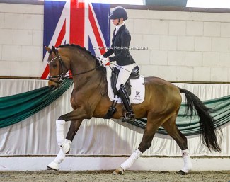 he rising 3-year old Escaneno under saddle at Klosterhof Medingen :: Photo © Petra Kerschbaum