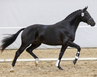 Onyx (by Taminiau x Uphill)
