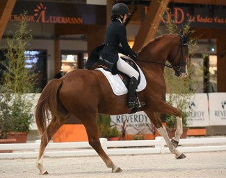 Sir Magnus (by Sir Donnerhall x Wolkentanz II)