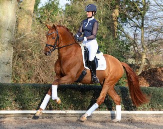 Stefanie Wolf training young dressage stallions at Krüsterhof in Voerde, Germany