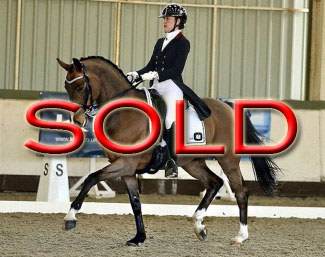 Sir Soleil - Grand Prix horse by Sir Rubin x Paradiesvogel