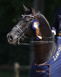 Bretton Woods at the 2014 CDI Kapellen :: Photo © Astrid Appels