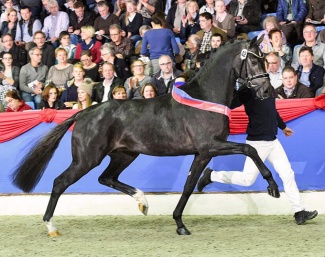 Benefit, champion of the Oldenburg Stallion Licensing in 2017 :: Photo © Kiki Beelitz