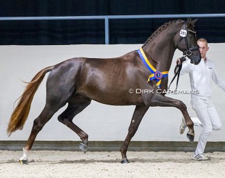 Opoque (by All at Once x Davino VOD), one of four premium stallions at the 2022 KWPN Stallion Licensing :: Photo © Dirk Caremans