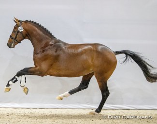 Otazu (by All At Once x Negro)  :: Photo © Dirk Caremans