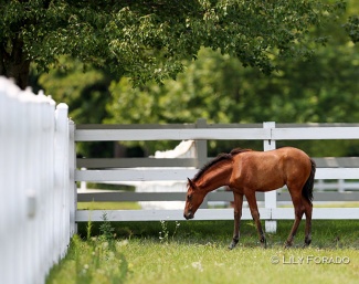 PRE foal in the field :: Photo © Lily Forado