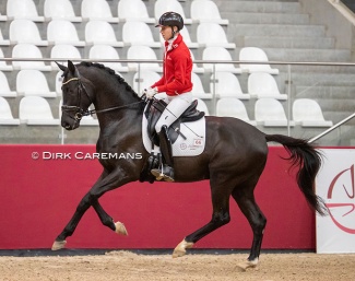 Tom Franckx presenting Thor van ’t Swillenhof at the 2022 Belgian Warmblood Stallion Licensing :: Photo © Dirk Caremans
