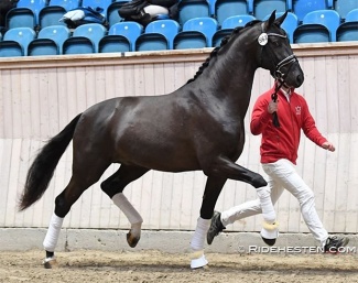 Skovdals Storm, now Blue Hors Storm (by Sezuan x Tailormade Temptation) :: Photo © Ridehesten
