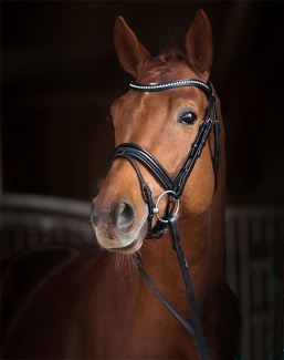 Villazón, the young Trakehner stallion from the Trakehner Stud Murtal in Styria, represents the nobility and beauty of his breed as well as the attributes of a modern riding horse.