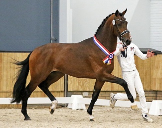 Topgun (by Toto Jr x Vivaldi) :: Photo © Sandra Nieuwendijk