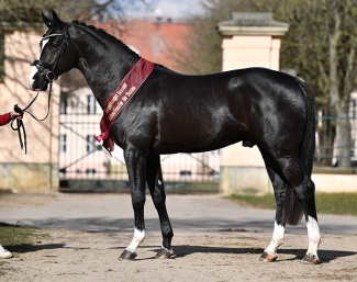 Escamillo x Bretton Woods licensing champion :: Photo © Bjorn Schroeder