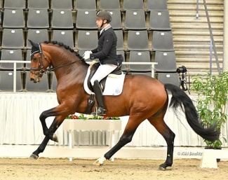 For Kingdom (by For Emotion x Dimaggio) at the 2022 Stallion Sport Test in Verden :: Photo © Kiki Beelitz
